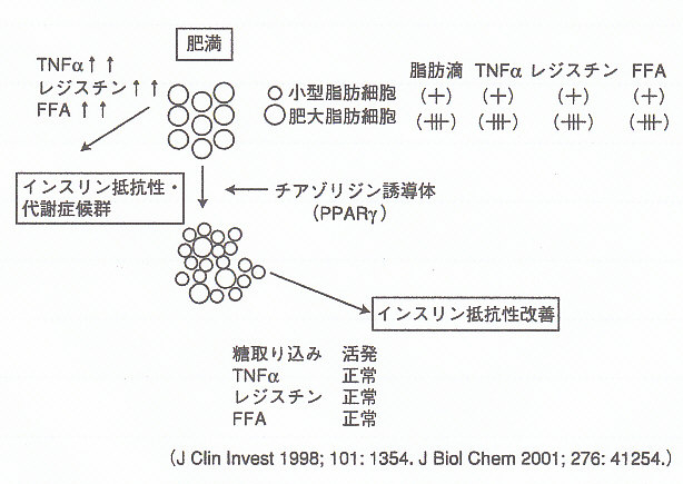 新しい糖尿病治療薬から私たちが学んだこと 寺内康夫教授 | 川村